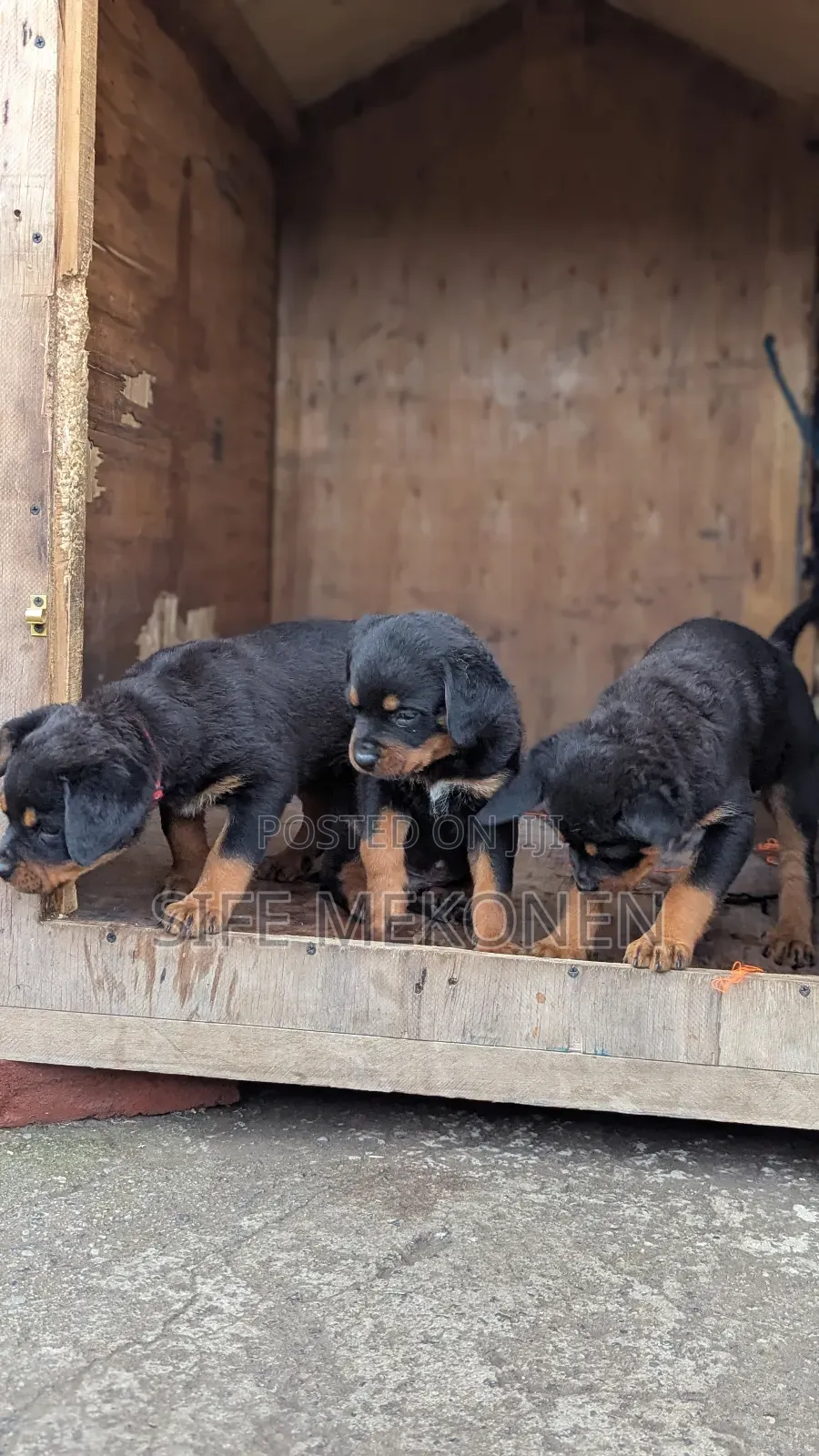 1-3 months Male Purebred Rottweiler