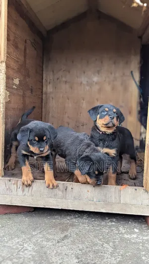 1-3 months Male Purebred Rottweiler