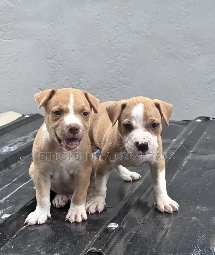 1-3 months Male Purebred American Pit Bull Terrier