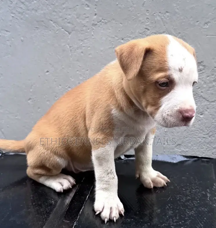 1-3 months Male Purebred American Pit Bull Terrier