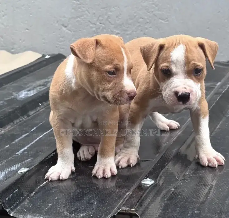 1-3 months Male Purebred American Pit Bull Terrier