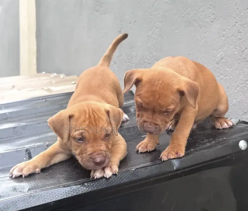 1-3 months Male Purebred American Pit Bull Terrier