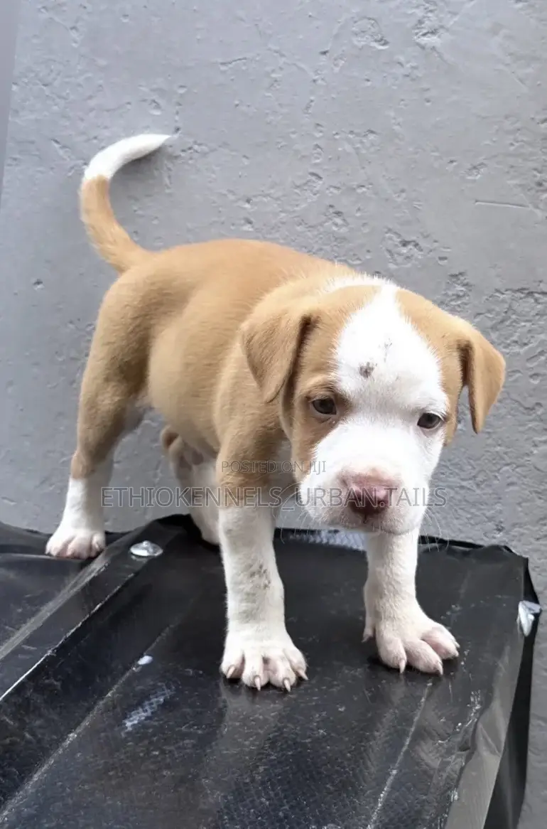 1-3 months Male Purebred American Pit Bull Terrier