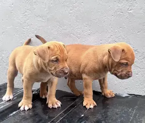 1-3 months Male Purebred American Pit Bull Terrier