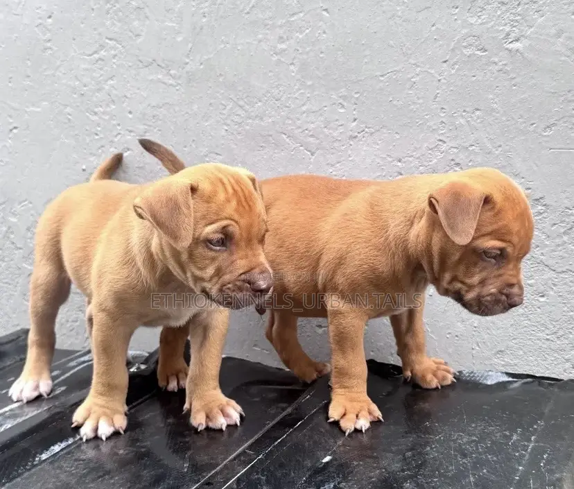 1-3 months Male Purebred American Pit Bull Terrier