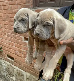 Photo - 1-3 months Male Purebred Bullmastiff