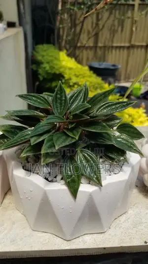 Mm Concrete Flower Pot With Natural Flower for Home Office