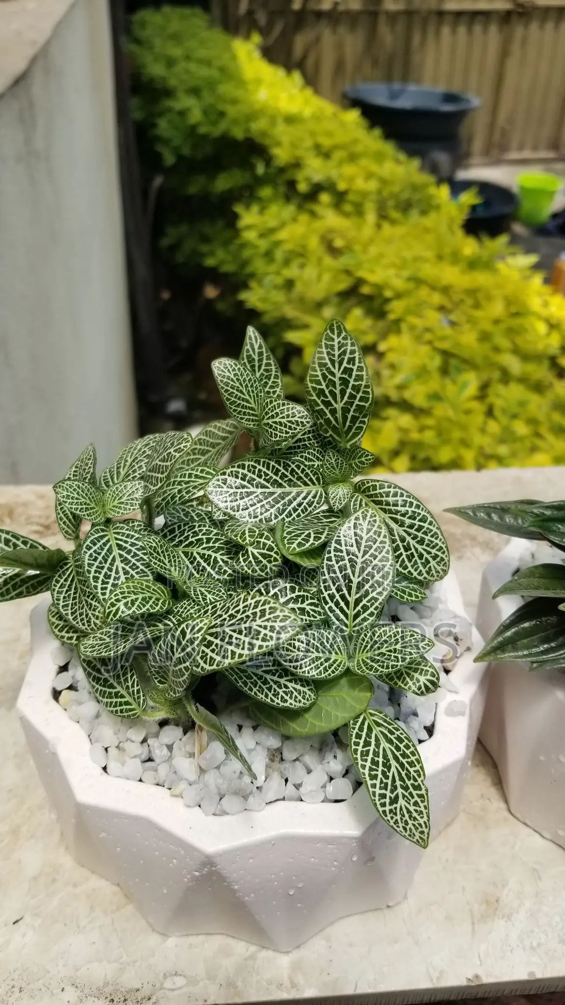 Mm Concrete Flower Pot With Natural Flower for Home Office