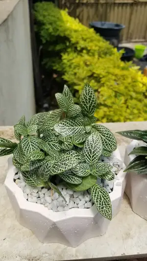 Photo - Mm Concrete Flower Pot With Natural Flower for Home Office