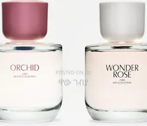 Zara’S Orchid Wonder Rose**
