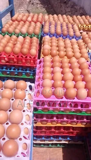 Photo - Egg/ Enqulal/