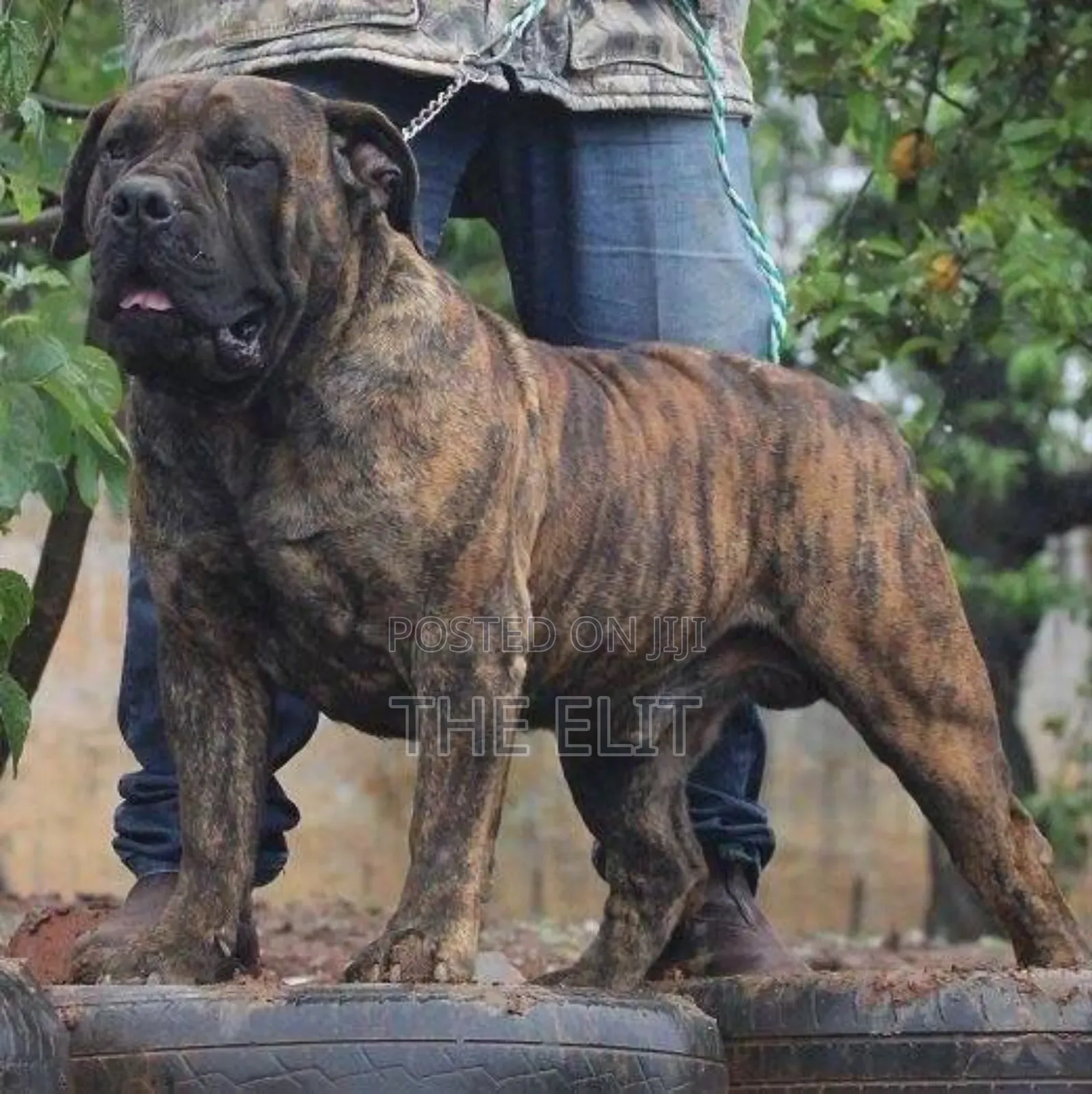 1-3 months Male Purebred Boerboel