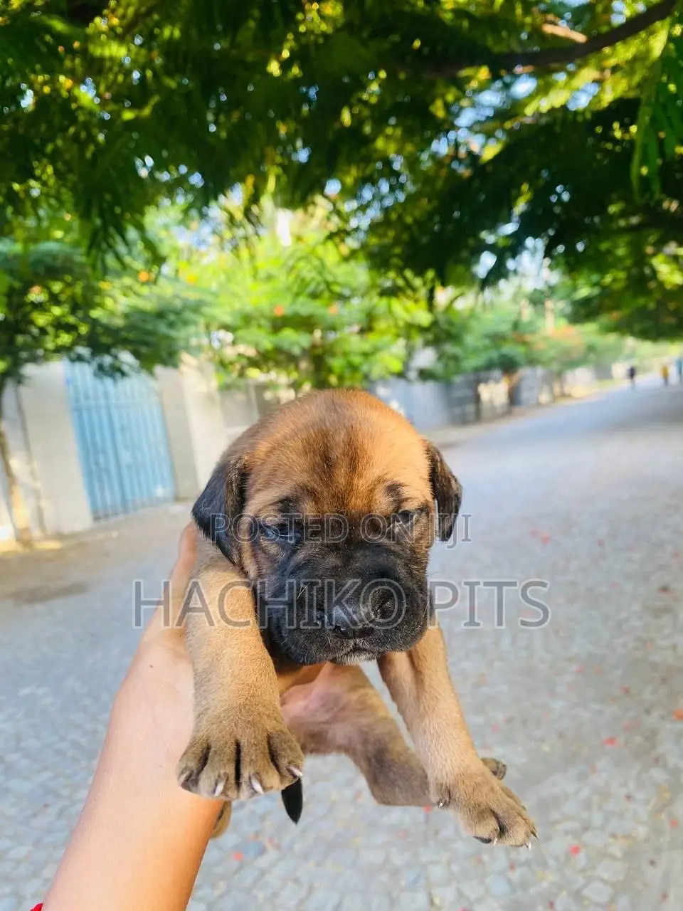 1-3 months Male Purebred Boerboel