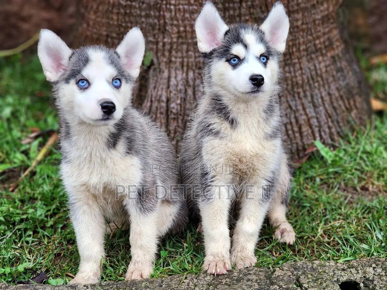 1-3 months Male Purebred Siberian Husky