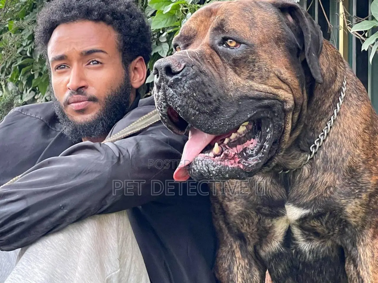 1-3 months Male Purebred Boerboel