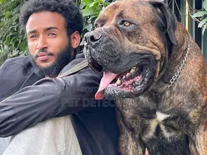 Photo - 1-3 months Male Purebred Boerboel