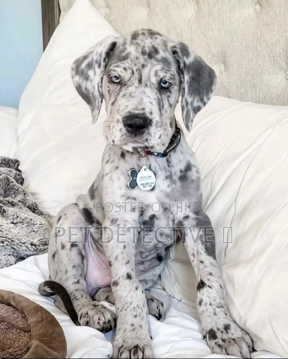 1-3 months Male Purebred Great Dane