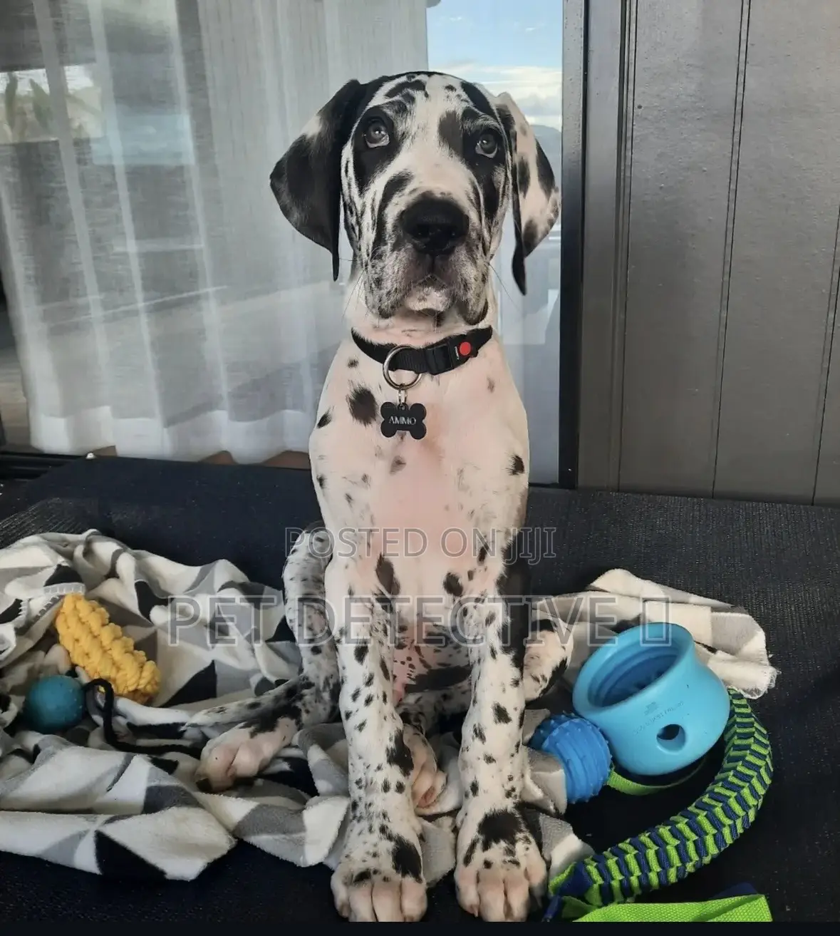 1-3 months Female Purebred Great Dane