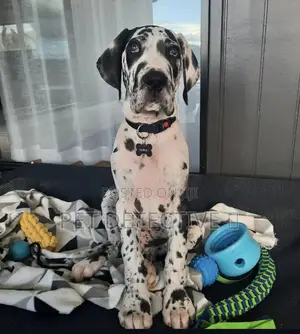 Photo - 1-3 months Female Purebred Great Dane