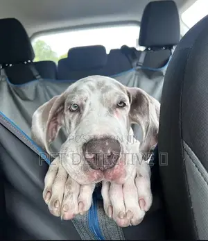Photo - 1-3 months Male Purebred Great Dane