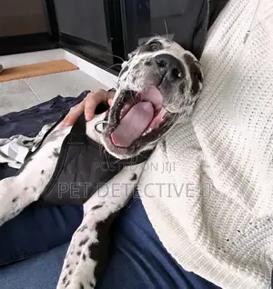 1-3 months Male Purebred Great Dane