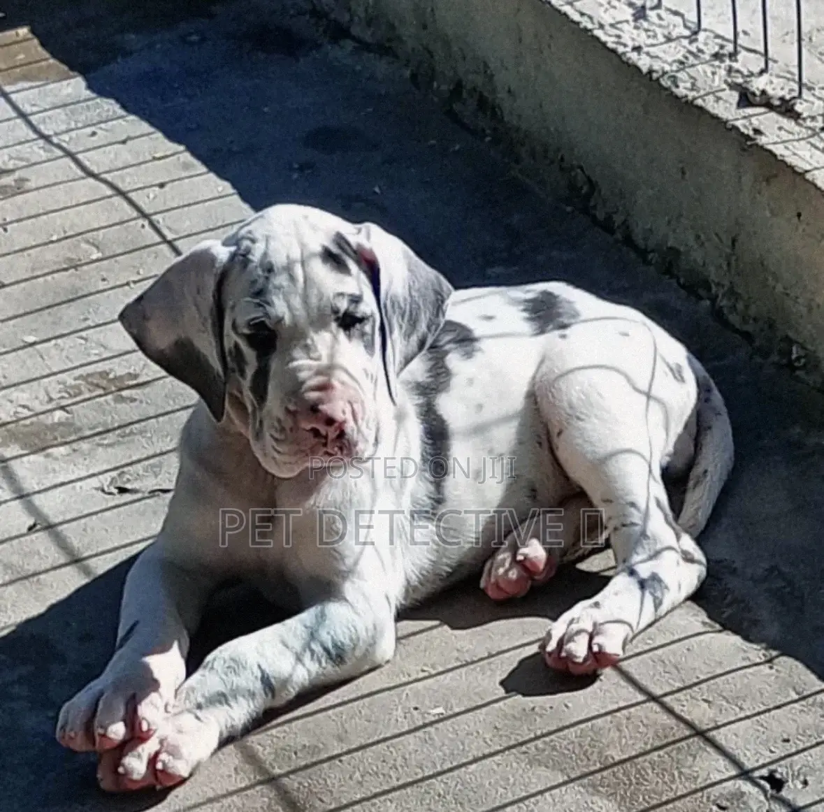 1-3 months Male Purebred Great Dane
