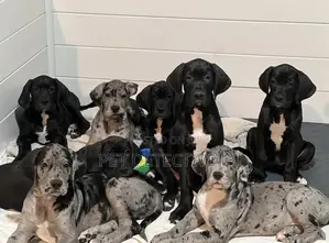 Photo - 1-3 months Male Purebred Great Dane