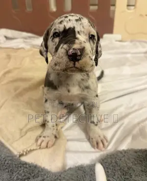 Photo - 1-3 months Male Purebred Great Dane