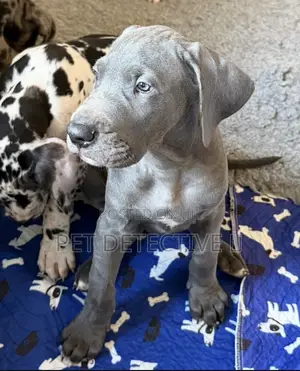 Photo - 1-3 months Male Purebred Great Dane