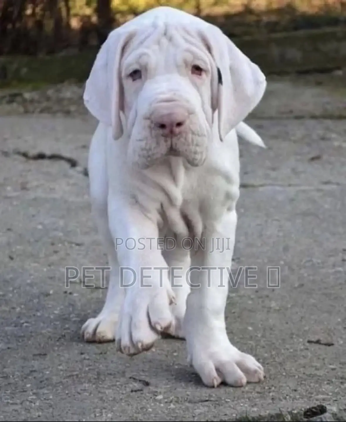 1-3 months Male Purebred Great Dane