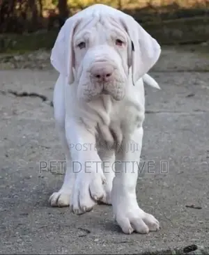 Photo - 1-3 months Male Purebred Great Dane