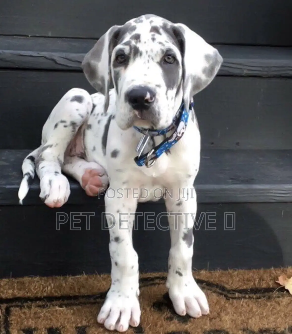 1-3 months Male Purebred Great Dane