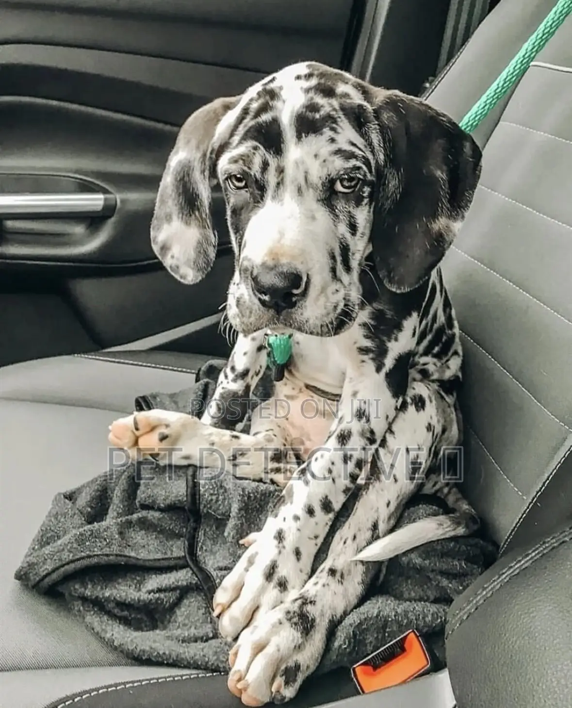 1-3 months Male Purebred Great Dane