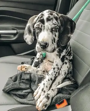 Photo - 1-3 months Male Purebred Great Dane