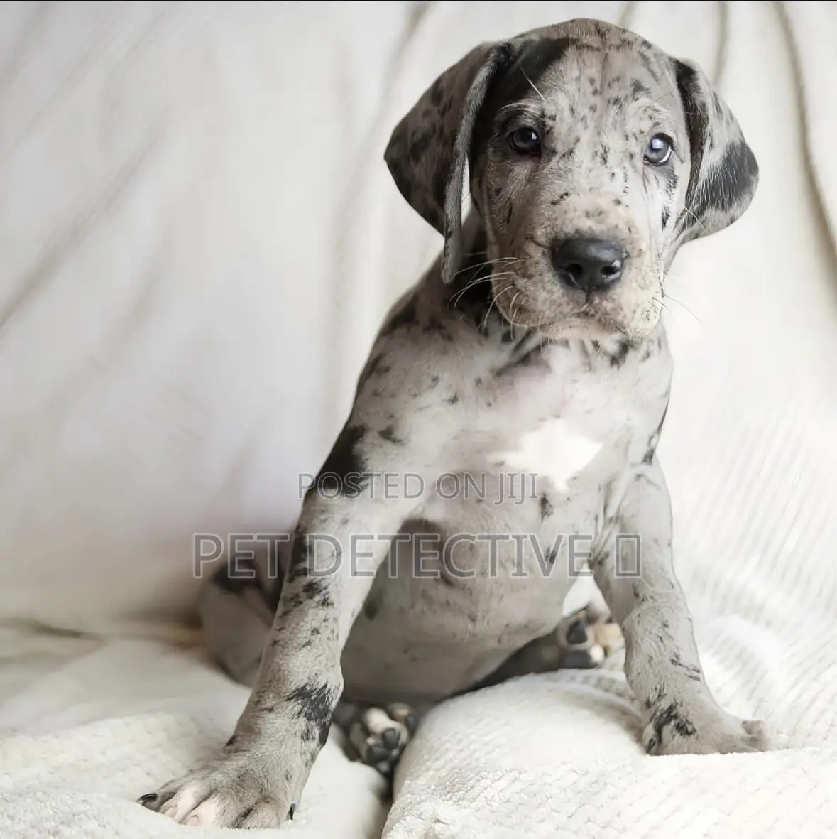 1-3 months Male Purebred Great Dane