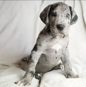 Photo - 1-3 months Male Purebred Great Dane