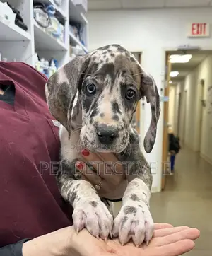 Photo - 1-3 months Male Purebred Great Dane