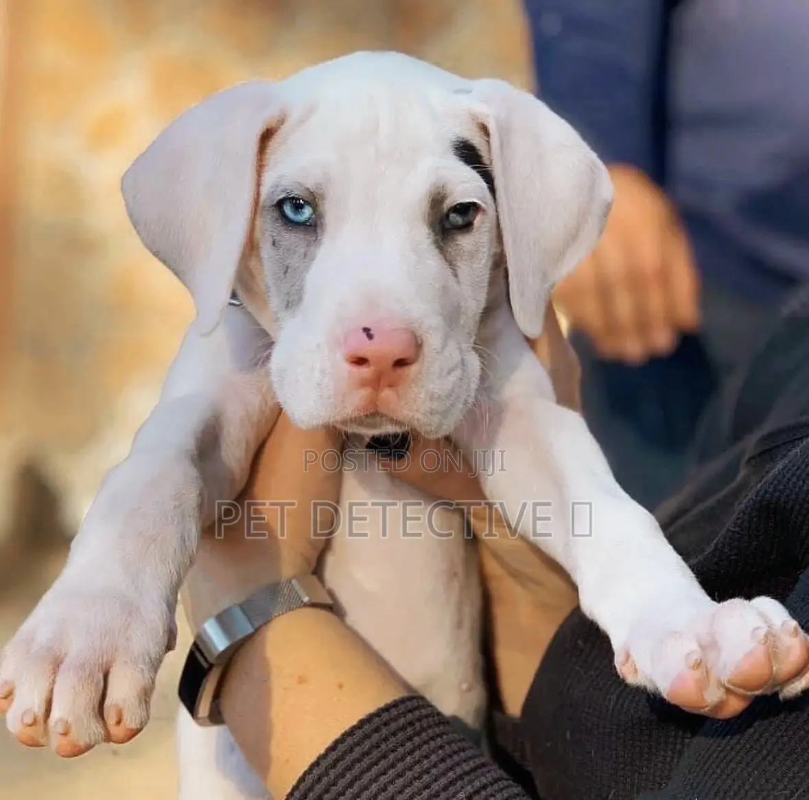 1-3 months Male Purebred Great Dane