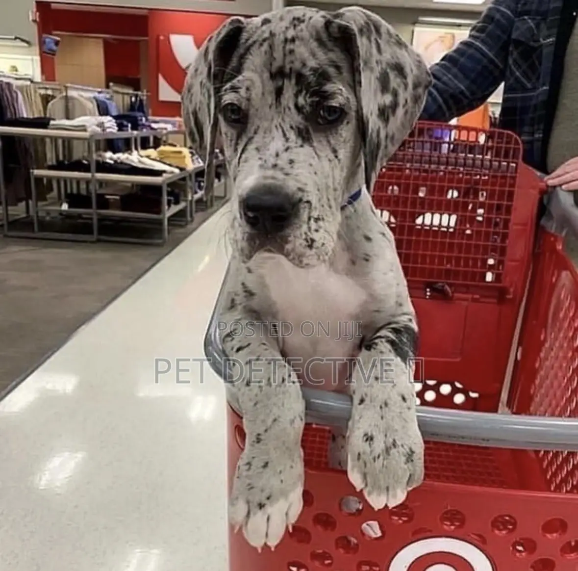 1-3 months Male Purebred Great Dane