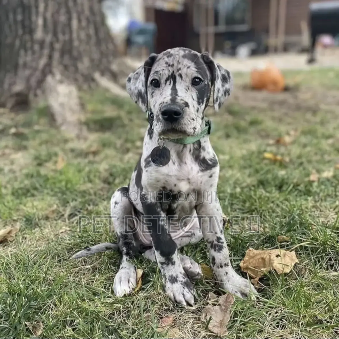 1-3 months Male Purebred Great Dane