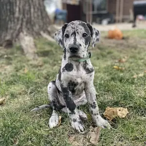 Photo - 1-3 months Male Purebred Great Dane