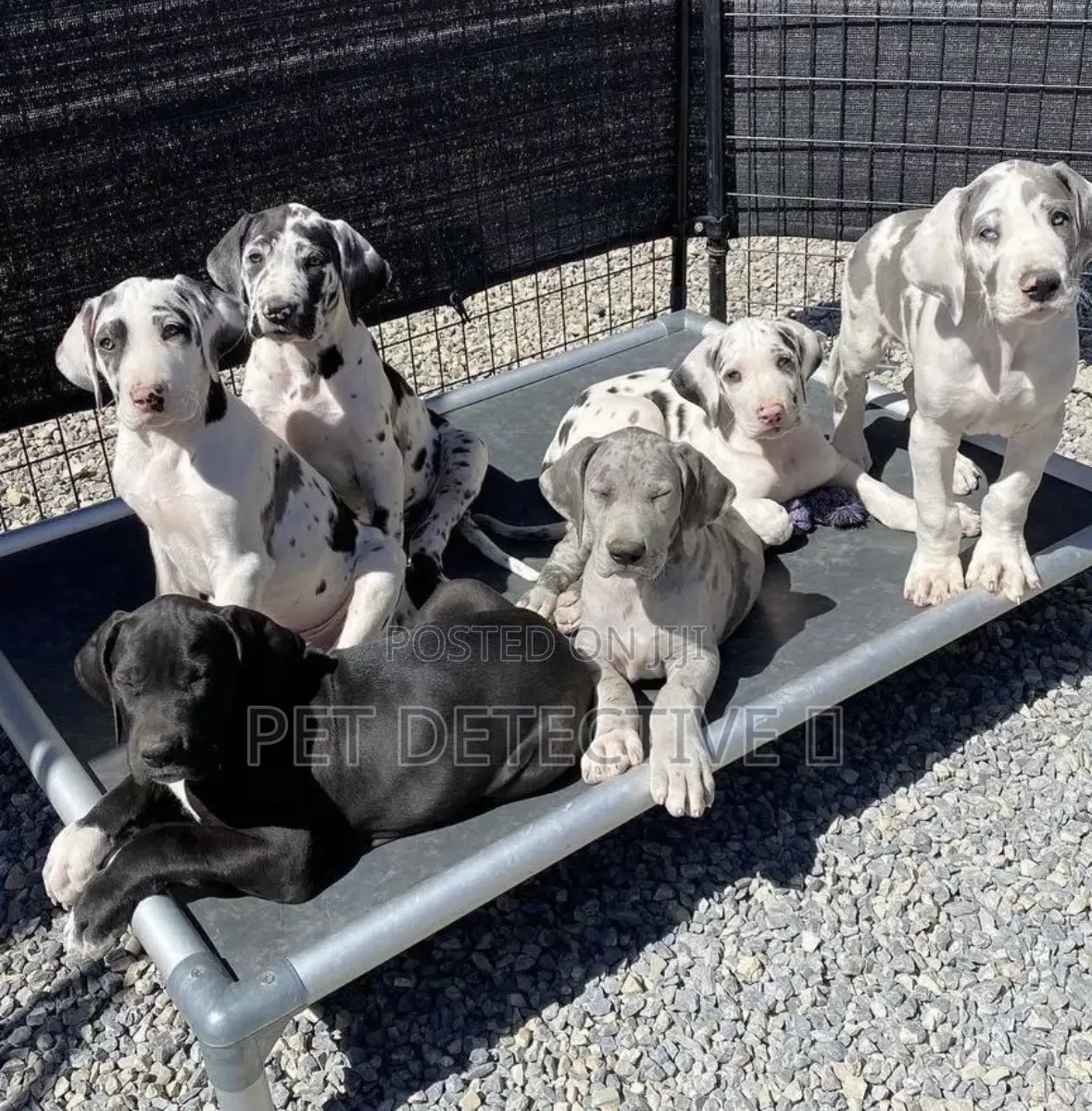 1-3 months Male Purebred Great Dane