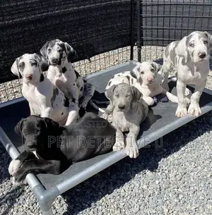 Photo - 1-3 months Male Purebred Great Dane