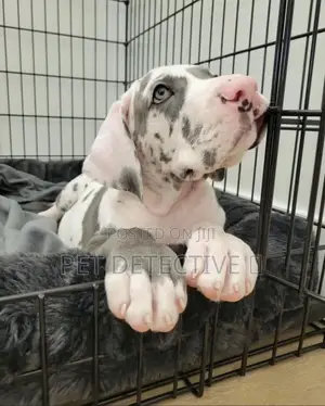 Photo - 1-3 months Male Purebred Great Dane