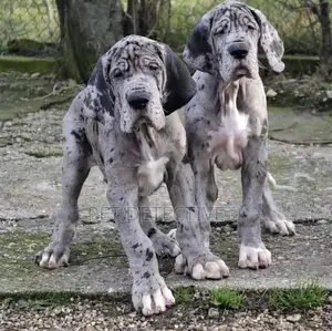 Photo - 1-3 months Male Purebred Great Dane