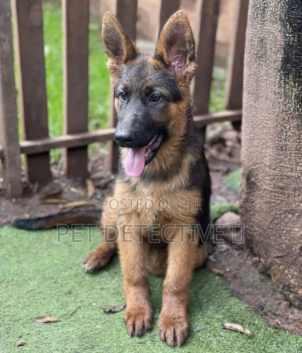 1-3 months Male Purebred German Shepherd