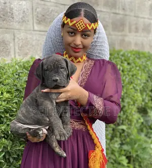 Photo - 1-3 months Male Purebred Boerboel