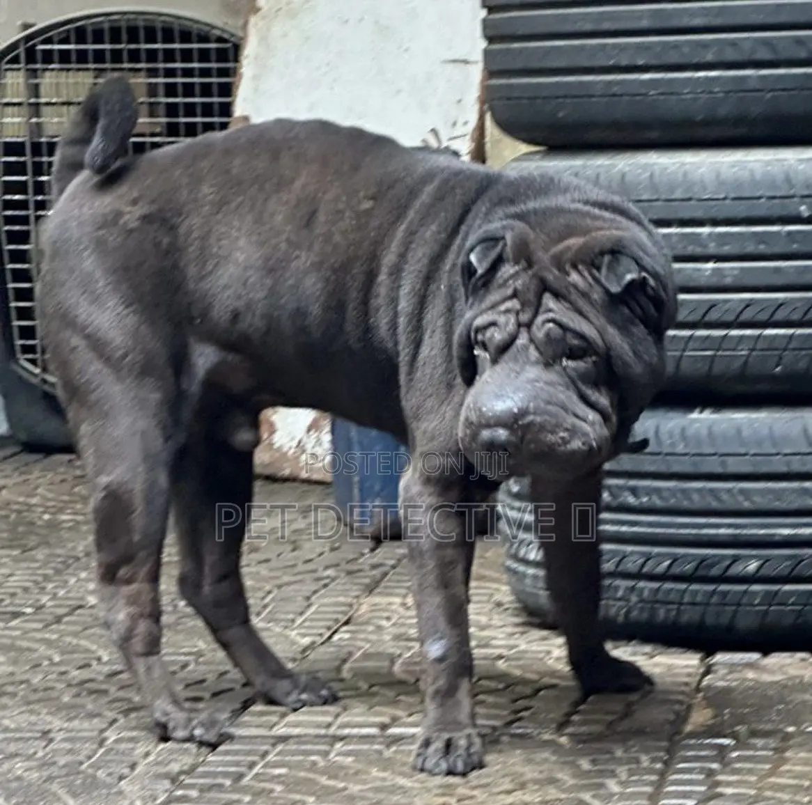 1-3 months Male Purebred Chinese Shar-Pei