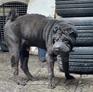 1-3 months Male Purebred Chinese Shar-Pei