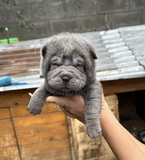 Photo - 1-3 months Male Purebred Chinese Shar-Pei